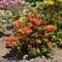 Azalea – Mandarin Lights – #3 Container